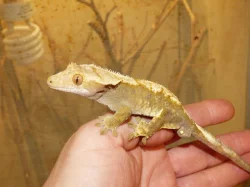 Pagekon řasnatý (Coreolophus ciliatus)