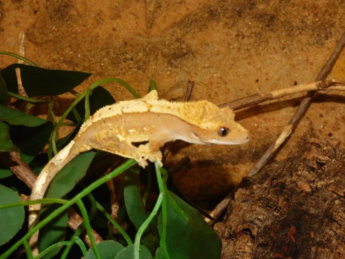 Pagekon řasnatý (Coreolophus ciliatus)