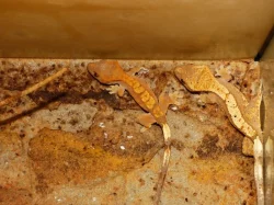 Pagekon řasnatý (Coreolophus ciliatus)