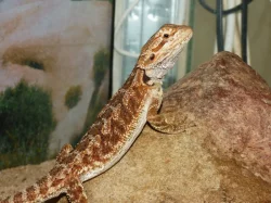 Agama vousatá (Pogona vitticeps)