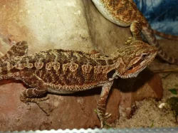 Agama vousatá (Pogona vitticeps)