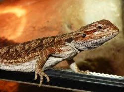 Agama vousatá (Pogona vitticeps)