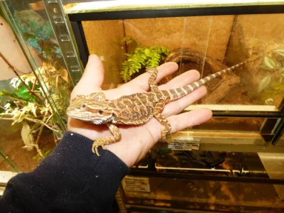 Agama vousatá (Pogona vitticeps)