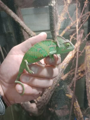 Chameleon jemenský (Chamaeleo calyptratus)
