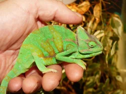 Chameleon jemenský (Chamaeleo calyptratus)