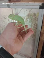 Chameleon jemenský (Chamaeleo calyptratus)