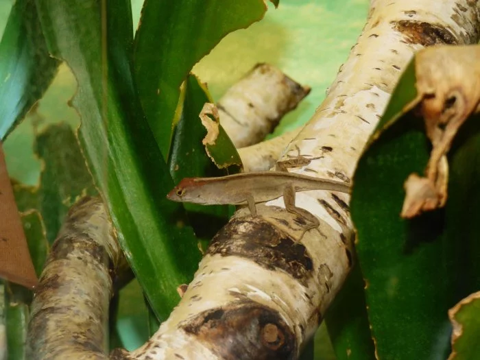 Anolis šedý (Anolis sagrei) 1,1