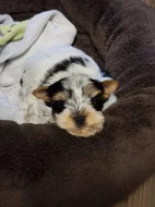 Yorkshire biewer terier