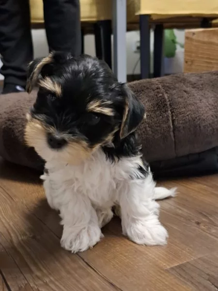 Yorkshire biewer terier