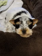 Yorkshire biewer terier