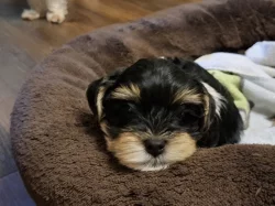 Yorkshire biewer terier