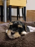 Yorkshire biewer terier