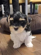 Yorkshire biewer terier