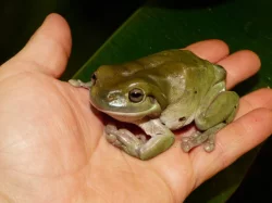 Rosnice siná (Litoria caerulea)