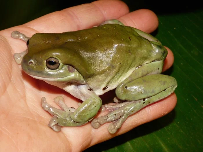 Rosnice siná (Litoria caerulea)