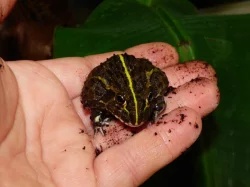 Hrabatka drsná (Pyxicephalus adspersus)