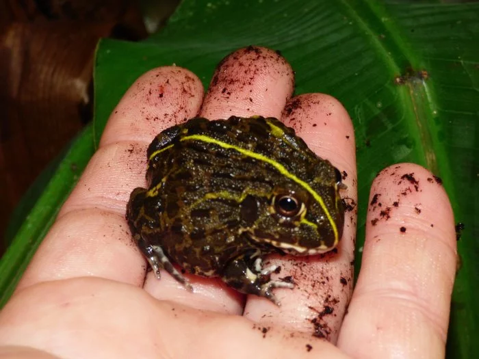 Hrabatka drsná (Pyxicephalus adspersus)