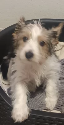 Jorkšírský teriér biwer štěňátko kluk