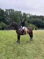 11 letá sportovní klisna