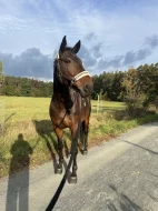 11 letá sportovní klisna