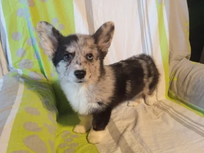 Welsh corgi fenka