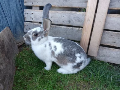 Nabízím mladé samičky vhodné do chovu