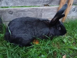 Nabízím mladé samičky vhodné do chovu