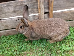 Nabízím mladé samičky vhodné do chovu