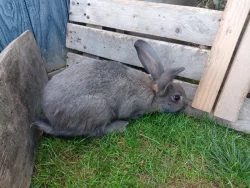 Nabízím mladé samičky vhodné do chovu