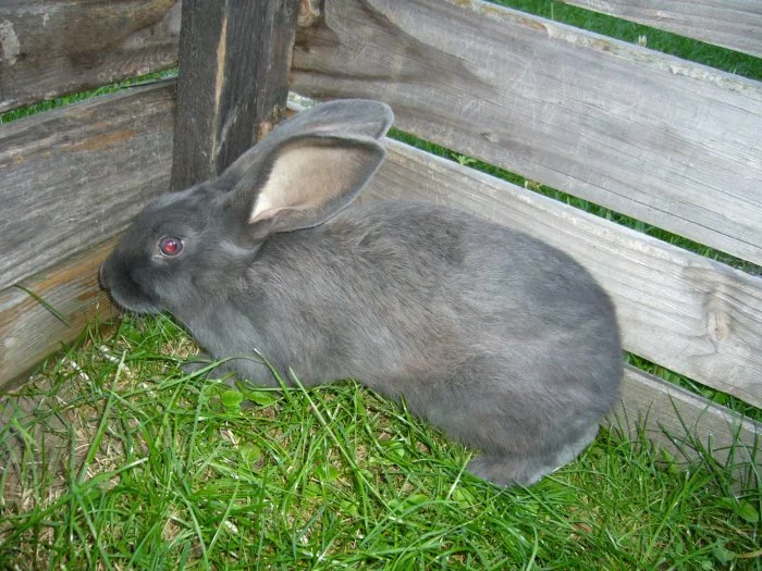 Prodám samce vhodné k chovu