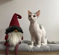 Selkirk rex - málo početné plemeno se srstí ovečky