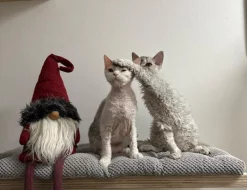 Selkirk rex - málo početné plemeno se srstí ovečky