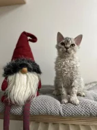 Selkirk rex - málo početné plemeno se srstí ovečky