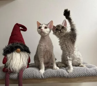 Selkirk rex - málo početné plemeno se srstí ovečky