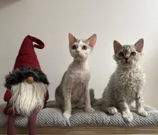 Selkirk rex - málo početné plemeno se srstí ovečky