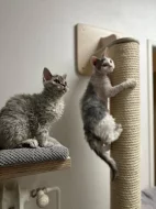 Selkirk rex - málo početné plemeno se srstí ovečky