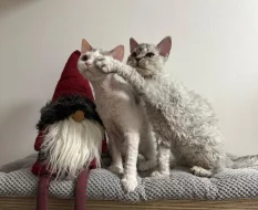 Selkirk rex - málo početné plemeno se srstí ovečky