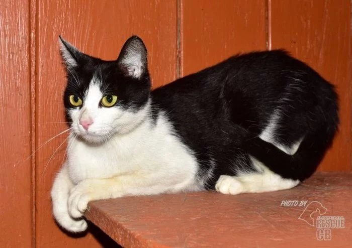 Darujeme nalezenou kočičku