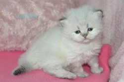 Britský kocourek s PP