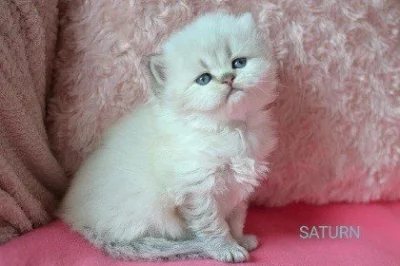 Britský kocourek s PP