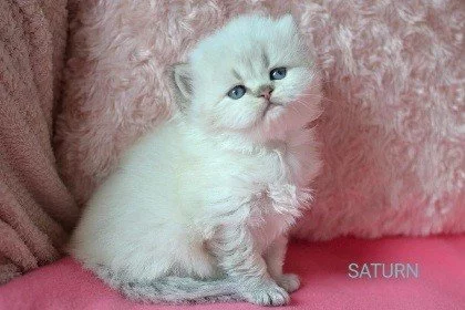 Britský kocourek s PP