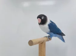 Agapornis personatus