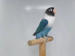 Agapornis personatus