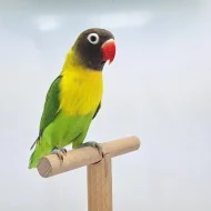 Agapornis personatus