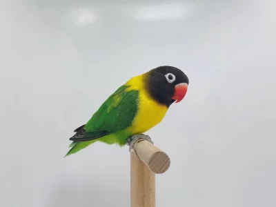 Agapornis personatus