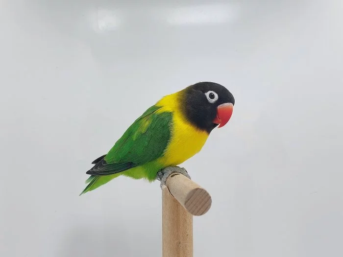 Agapornis personatus