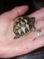 Suchozemská želva zelenavá mláďata