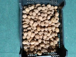 Vlašské a lískové ořechy neloupané