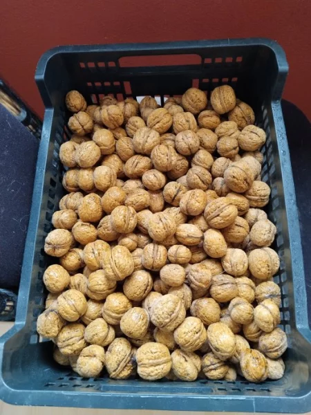 Vlašské a lískové ořechy neloupané