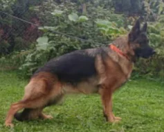 Německý ovčák - štěňátka s PP